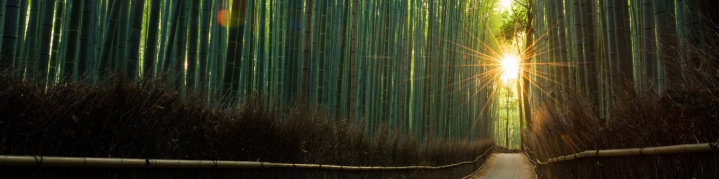 Path through bamboo