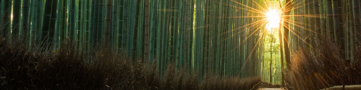 Path through bamboo fields