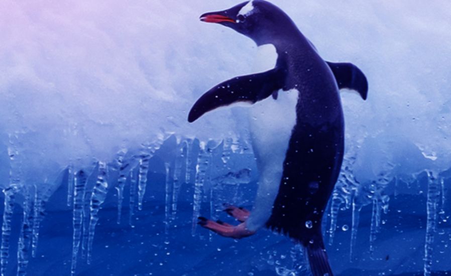 penguin climbing iceberg 