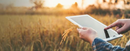 Person using a tablet in wheat field at sunrise