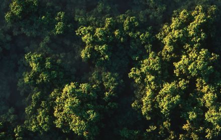Las z lotu ptaka | Zdjęcie przewodnie strony "KPMG Impact"