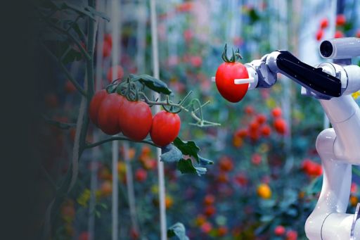 Robot cueillant des tomates