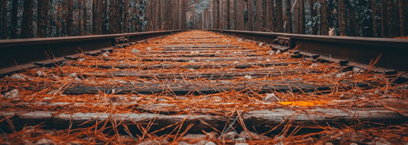 Railway tracks through dense forest