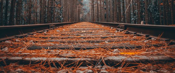 Railway tracks through dense forest