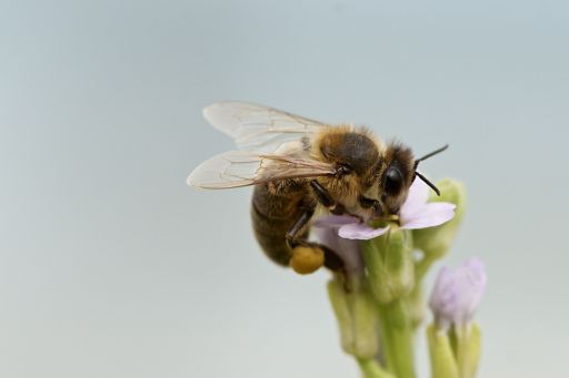 retail sustainability bee