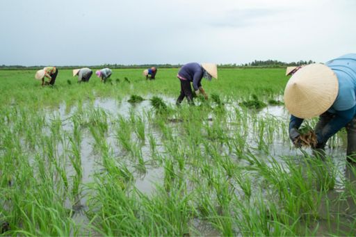 Rice Industry Review