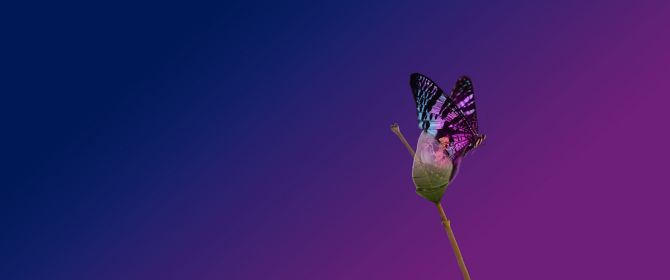 Colourful gradient with butterfly