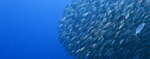 Fishes moving in same direction under deep blue sea