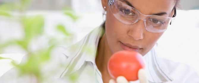 Scientist analysing a tomato in a laboratory