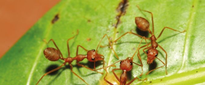 three-ants-on-leave