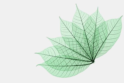transparent green leaf