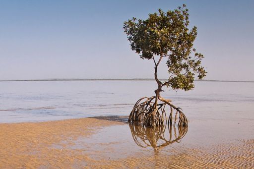 Tree in sand and water against blue sky