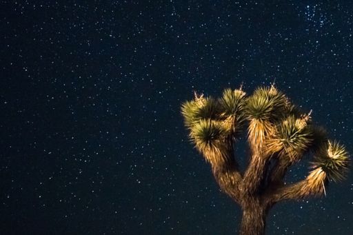 Tree in a night sky full of stars