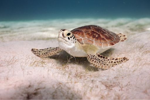 Turtle on seabed