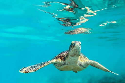 Turtle swimming under water