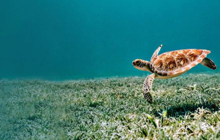 Turtle swimming under sea