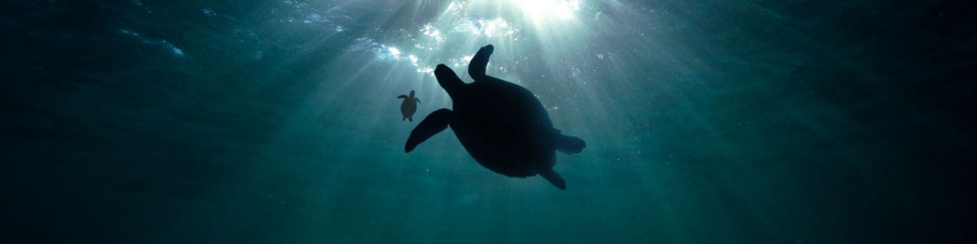 Turtles silhouette under water