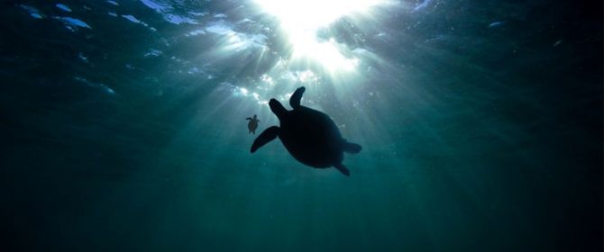 Turtle silhouette under water