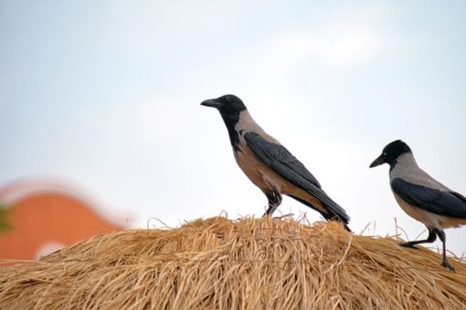 two crows on hay