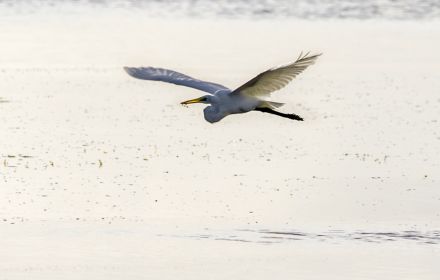 White heron flying