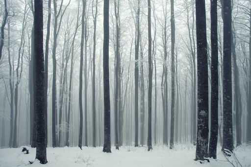 Beech forest in winter