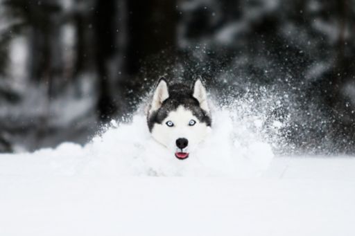 Wolf running in snow