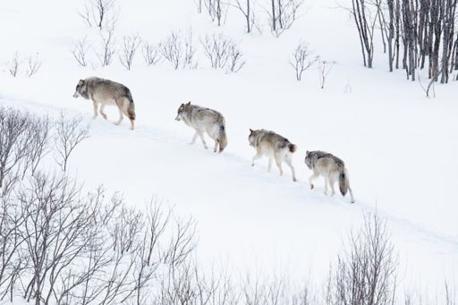 Pack of wolves in a winter forest