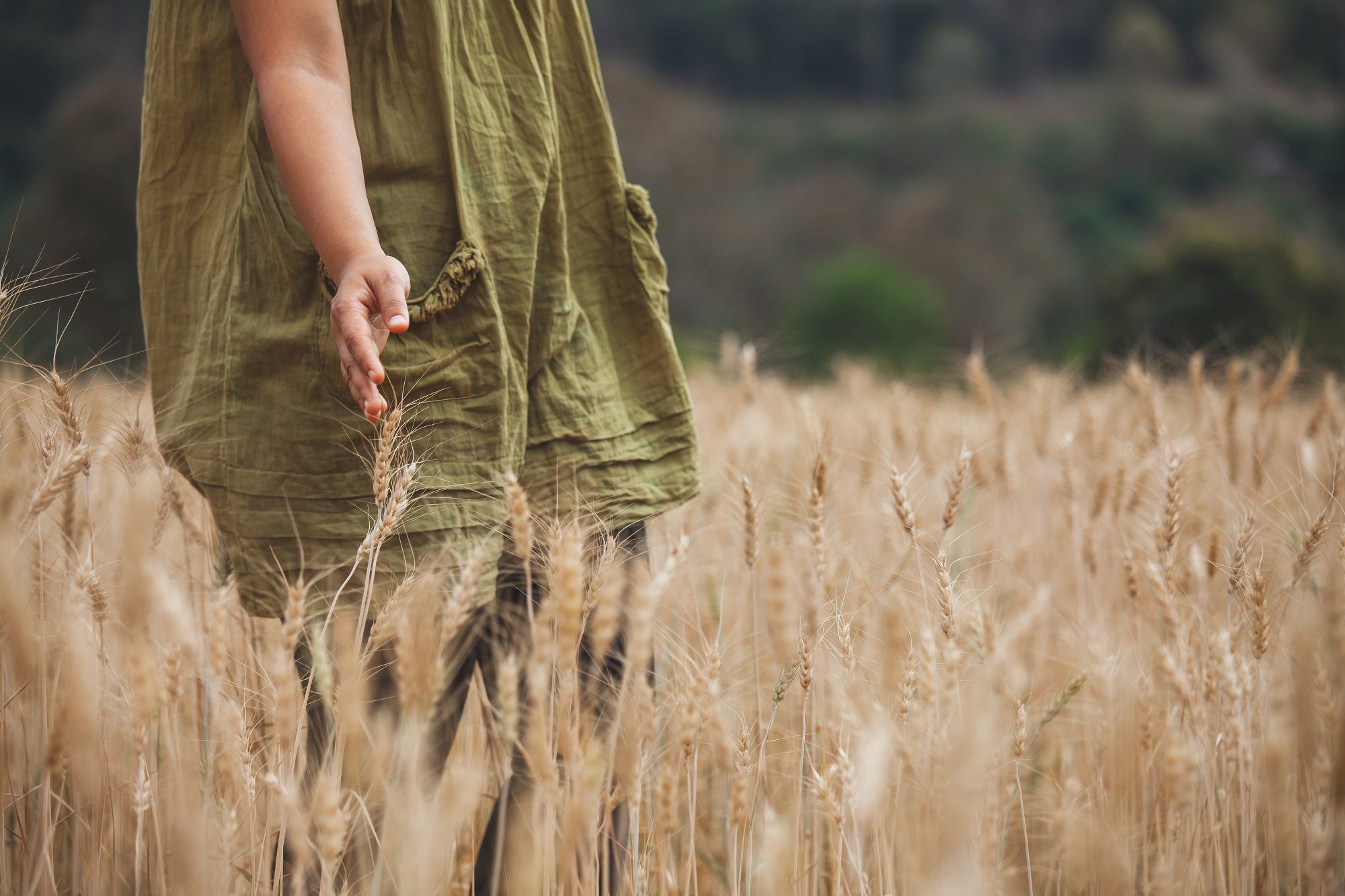 Woman's hand touching the ears of wheat with tenderness in the barley field