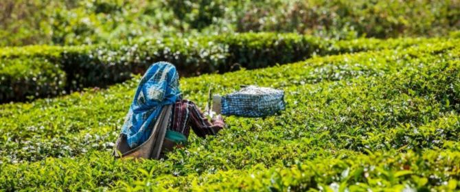 woman picking tea