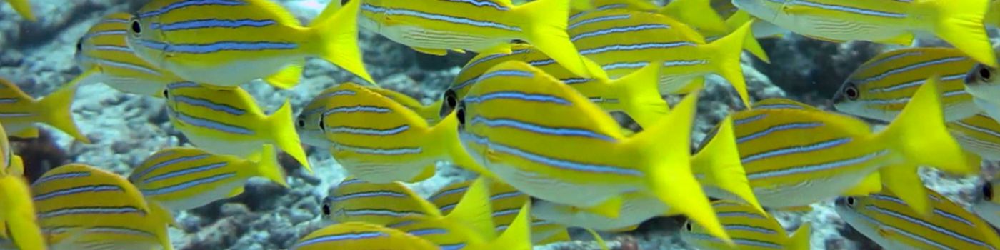 Close-up of yellow fish in the ocean