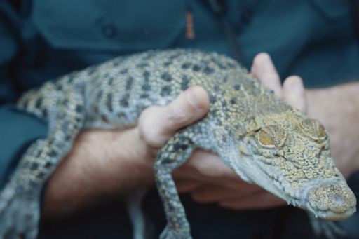 Zoo keeper holding baby crocodile